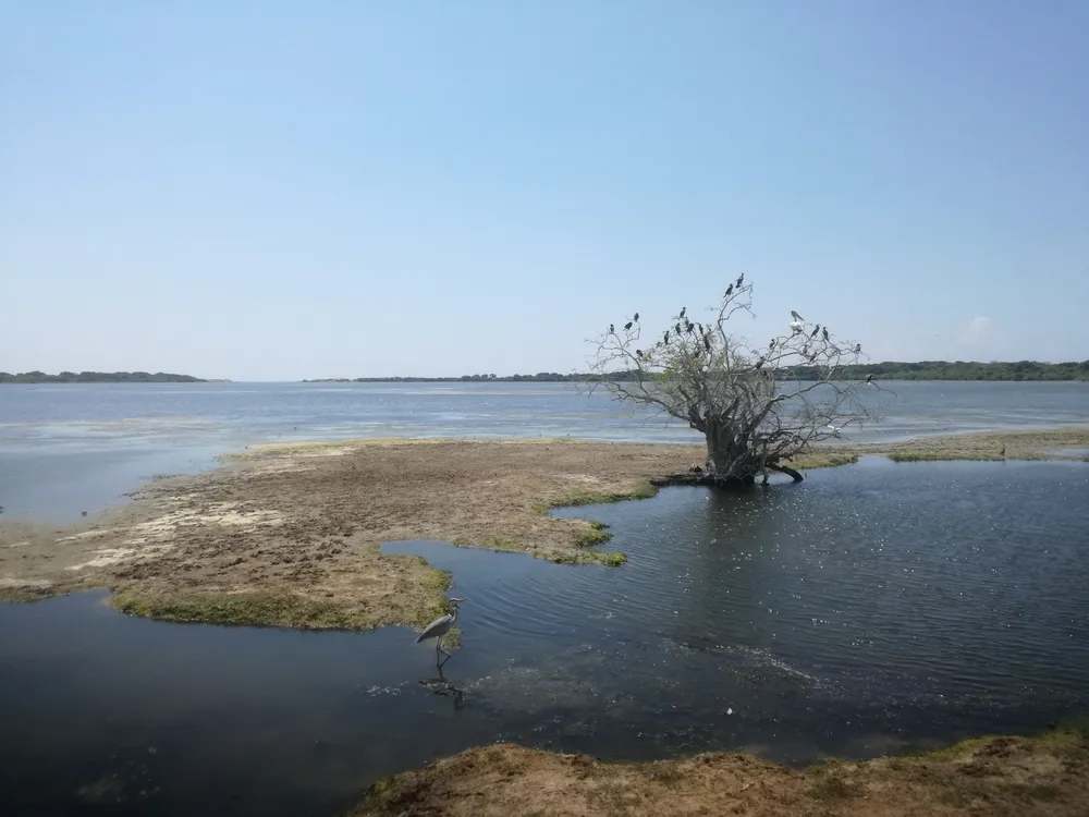 A shallow lake bordered by forest, with a bare tree and waterbirds