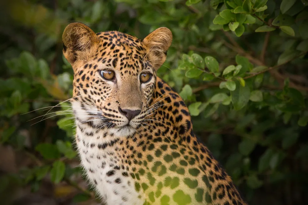 A Sri Lankan leopard looking through green foliage in Wilpattu National Park